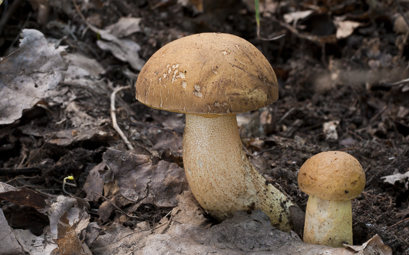 Leccinum crocipodium